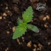 Studio Cherry - Wizard Trees