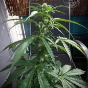 Red Velvet Auto - Paradise Seeds