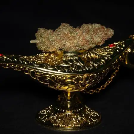 White Widow IBL / Paradise Seeds