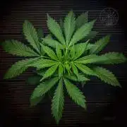 Red Velvet Auto - Paradise Seeds