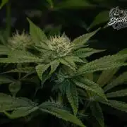 Studio Cherry - Wizard Trees