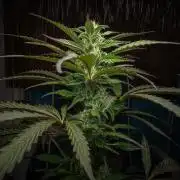 Red Velvet Auto - Paradise Seeds