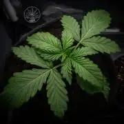 Red Velvet Auto - Paradise Seeds