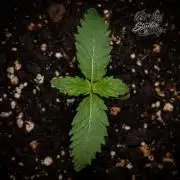 Studio Cherry - Wizard Trees
