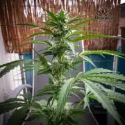 Red Velvet Auto - Paradise Seeds