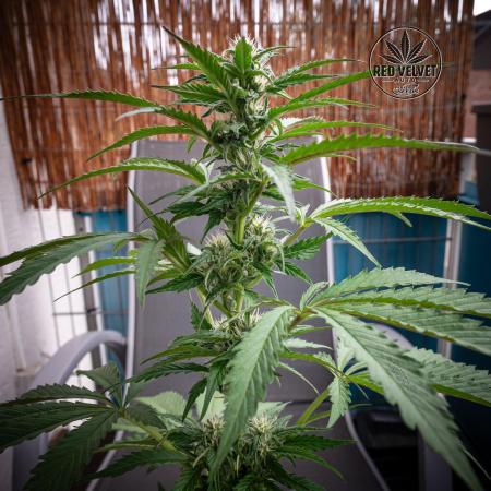 Red Velvet Auto - Paradise Seeds