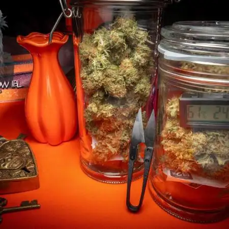 White Widow IBL / Paradise Seeds