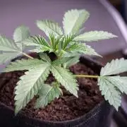 Red Velvet Auto - Paradise Seeds