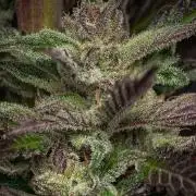 Red Velvet Auto - Paradise Seeds