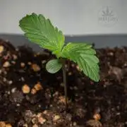 Red Velvet Auto - Paradise Seeds