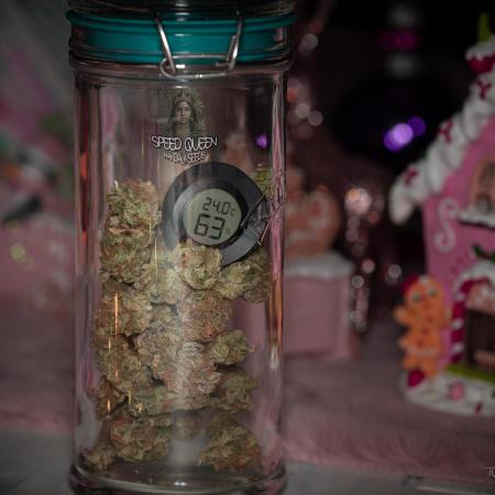 Speed Queen - Mandala Seeds (Minigrow)