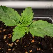 Red Velvet Auto - Paradise Seeds