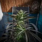 Red Velvet Auto - Paradise Seeds