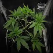 Studio Cherry - Wizard Trees