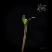 Studio Cherry - Wizard Trees