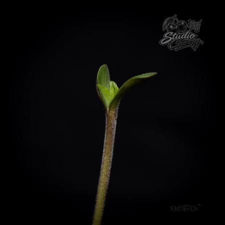 Studio Cherry - Wizard Trees