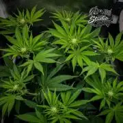 Studio Cherry - Wizard Trees