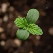 Red Velvet Auto - Paradise Seeds