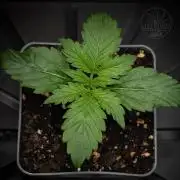 Red Velvet Auto - Paradise Seeds