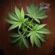 Studio Cherry - Wizard Trees
