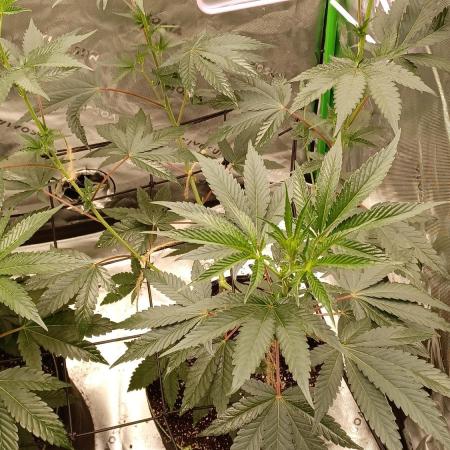 rainbow belts 2.0 grow Fall 2025