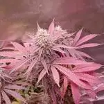 BAG SEED GROW SUMMER 2025