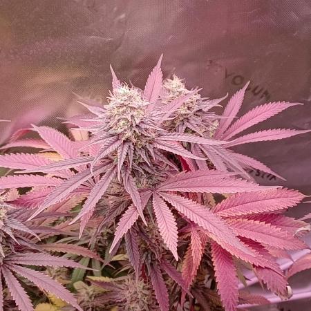 BAG SEED GROW SUMMER 2025