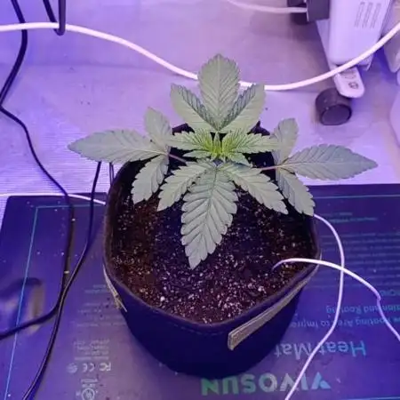 blueberry cem Fall 2025