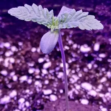 blueberry cem Fall 2025