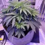 blueberry cem Fall 2025