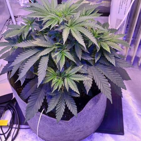 blueberry cem Fall 2025