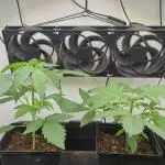 Autoflower Interlude