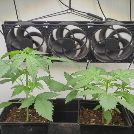 Autoflower Interlude