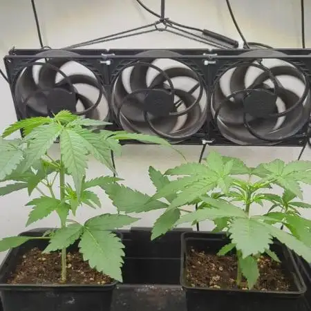 Autoflower Interlude