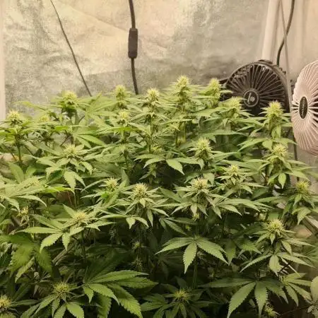 Pink Lemonade - 1st run