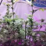 WHAM & PURPLE KUSH FLOWERING