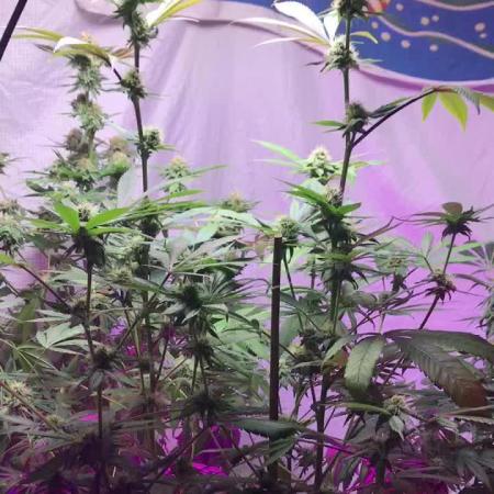 WHAM & PURPLE KUSH FLOWERING