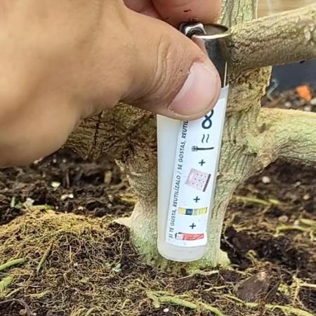 AppleBanana Outd Revg InductedFlowering