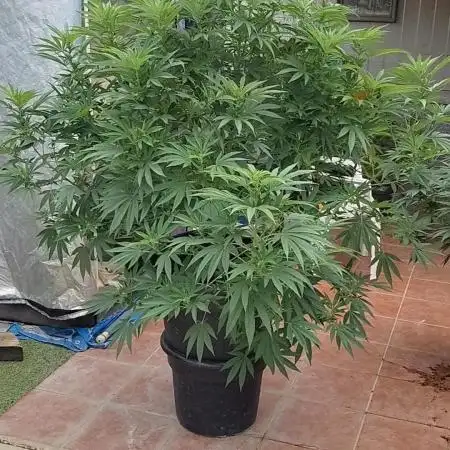 Apple Banana Tree