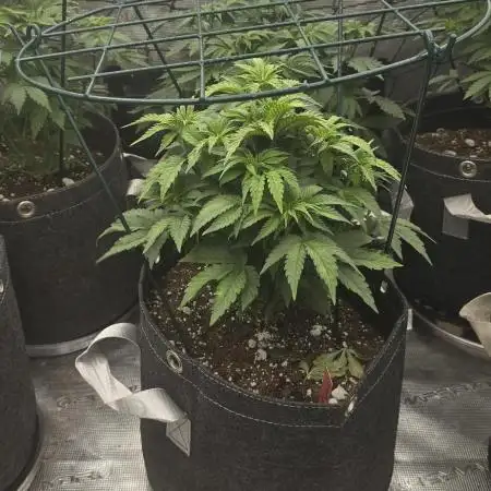 Solfire gardens grow