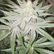 Candy & Gas