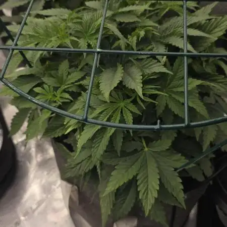 Solfire gardens grow