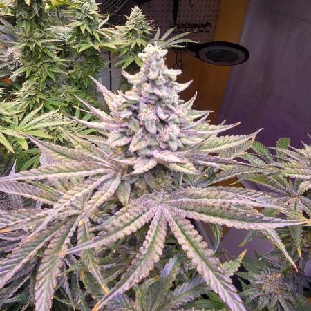 Candy & Gas