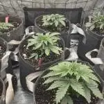 Solfire gardens grow