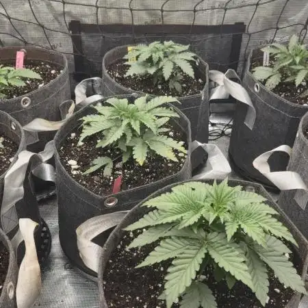 Solfire gardens grow