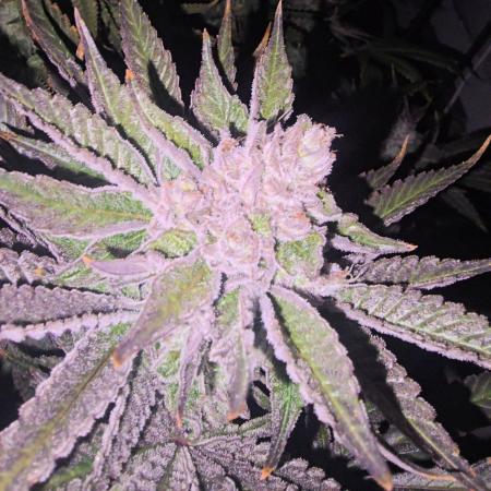 Candy & Gas