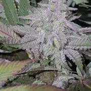 Candy & Gas
