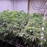 Candy & Gas