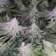 Candy & Gas