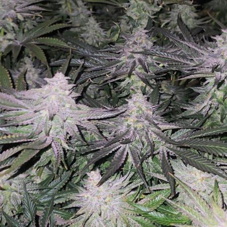 Candy & Gas